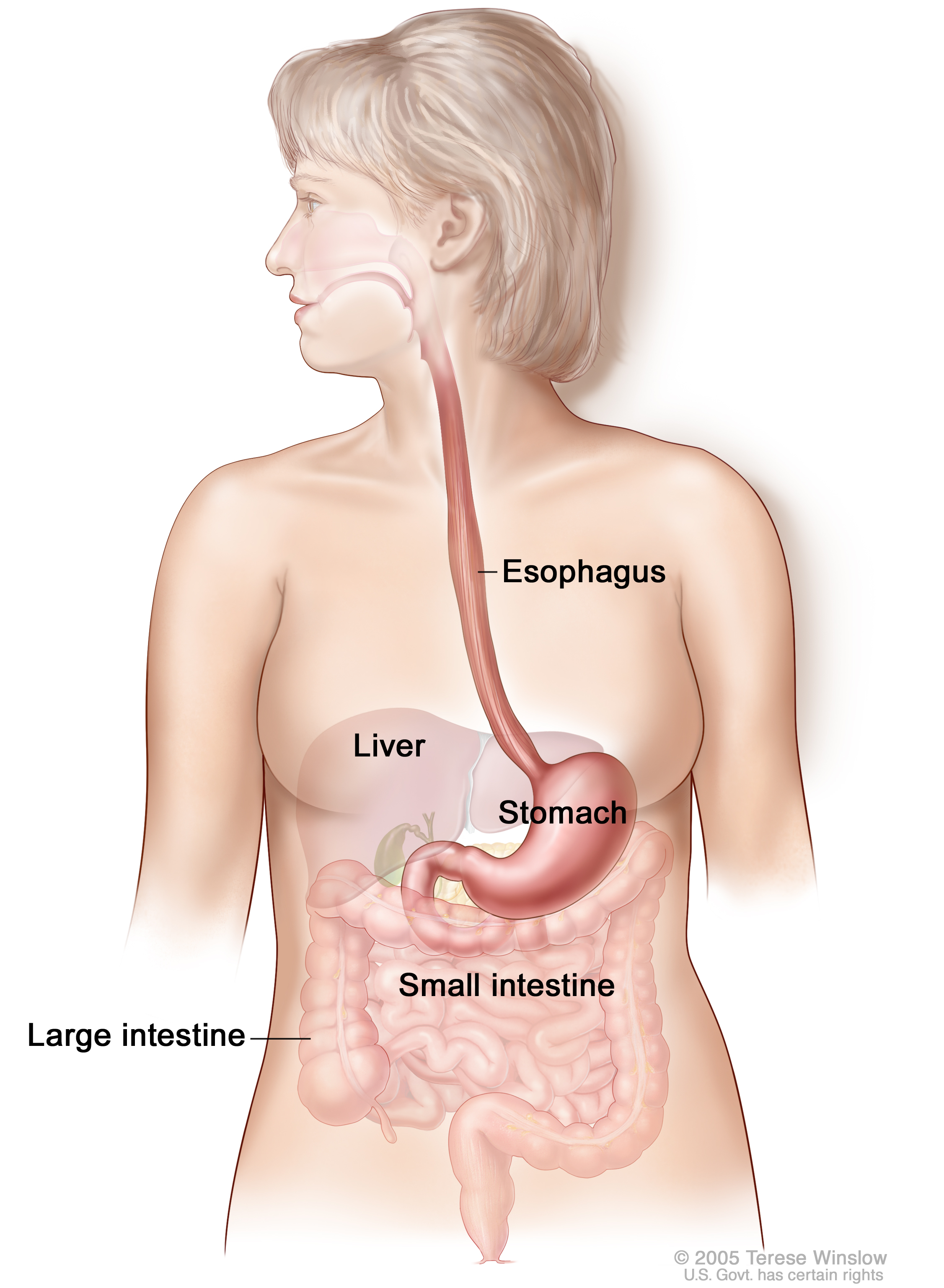 female stomach anatomy