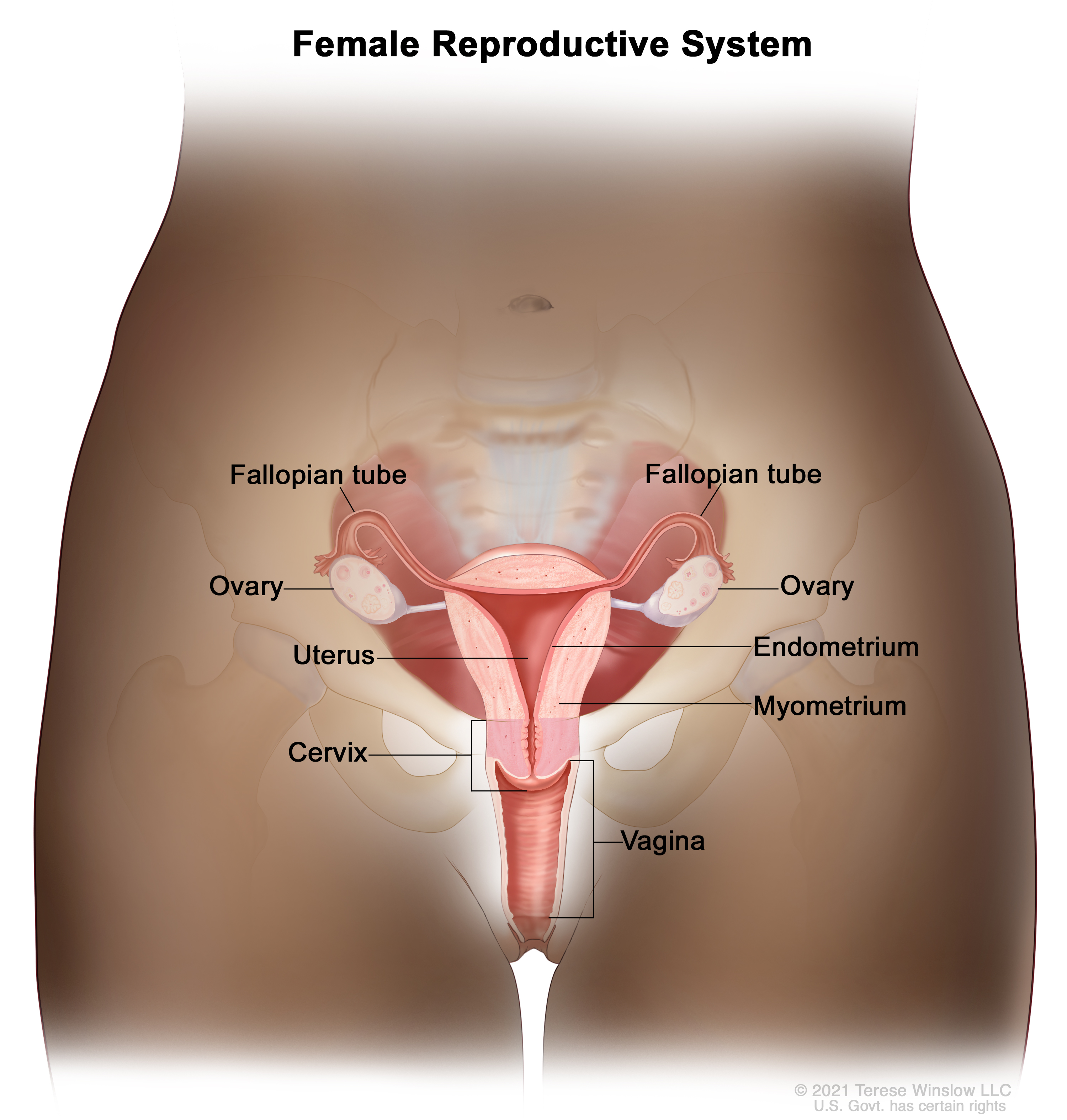 Anatomy of the female reproductive system; drawing shows the uterus ...