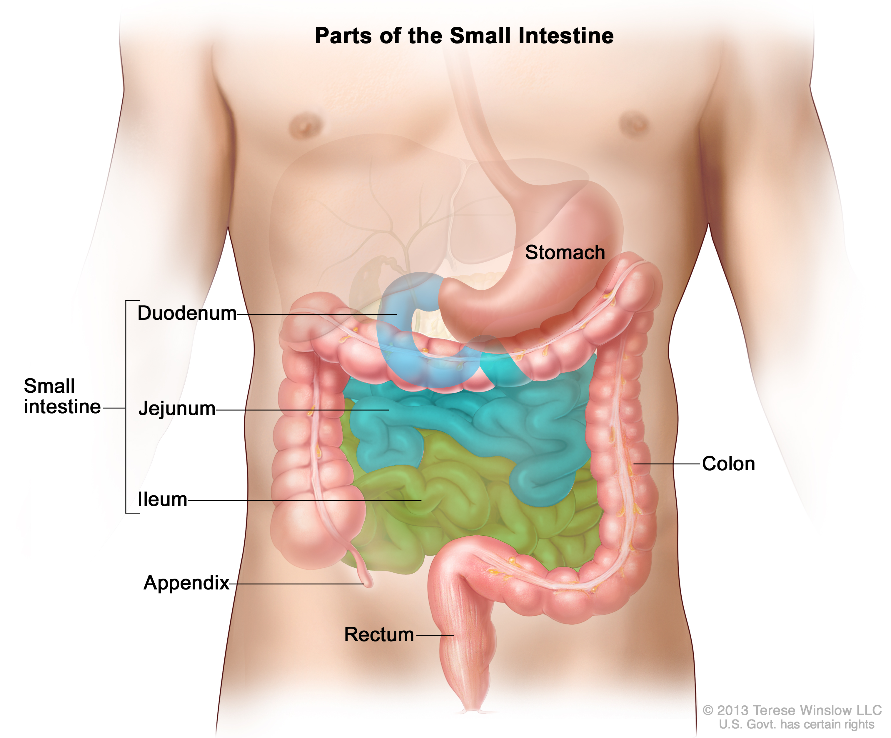 small-intestine-function-anatomy-definition