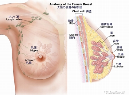 女性の乳房の解剖図：リンパ節、乳頭、乳輪、胸壁、肋骨、筋肉、脂肪組織、葉、乳管を示す。