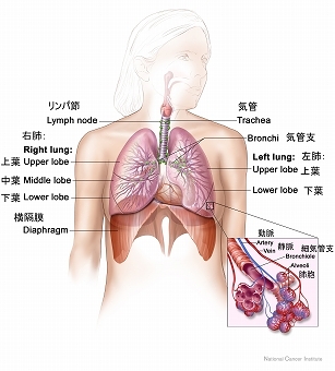 呼吸器系の解剖図：右肺の上葉、中葉、下葉；左肺の上葉と下葉；気管、気管支、リンパ節、横隔膜を示す。拡大図には細気管支、肺胞、動脈、静脈が示されている。   
