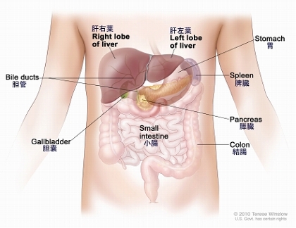 肝臓の解剖図：図は、肝臓前面の右葉と左葉、胆管、胆嚢、胃、脾臓、膵臓、結腸、小腸を示す。肝臓の後面にある2つの葉は示されていない。