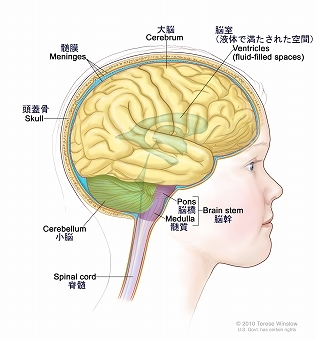 脳の解剖図で、脳幹、脳橋、髄質、脊髄、小脳、大脳、髄膜、脳室（液体で満たされた空間）、頭蓋骨を示す。