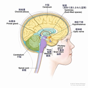 脳の内部図で、脳室（液体で満たされた空間）、脈絡叢、視床下部、松果体、下垂体、視神経、脳幹、小脳、大脳、髄質、脳橋、脊髄を示す。