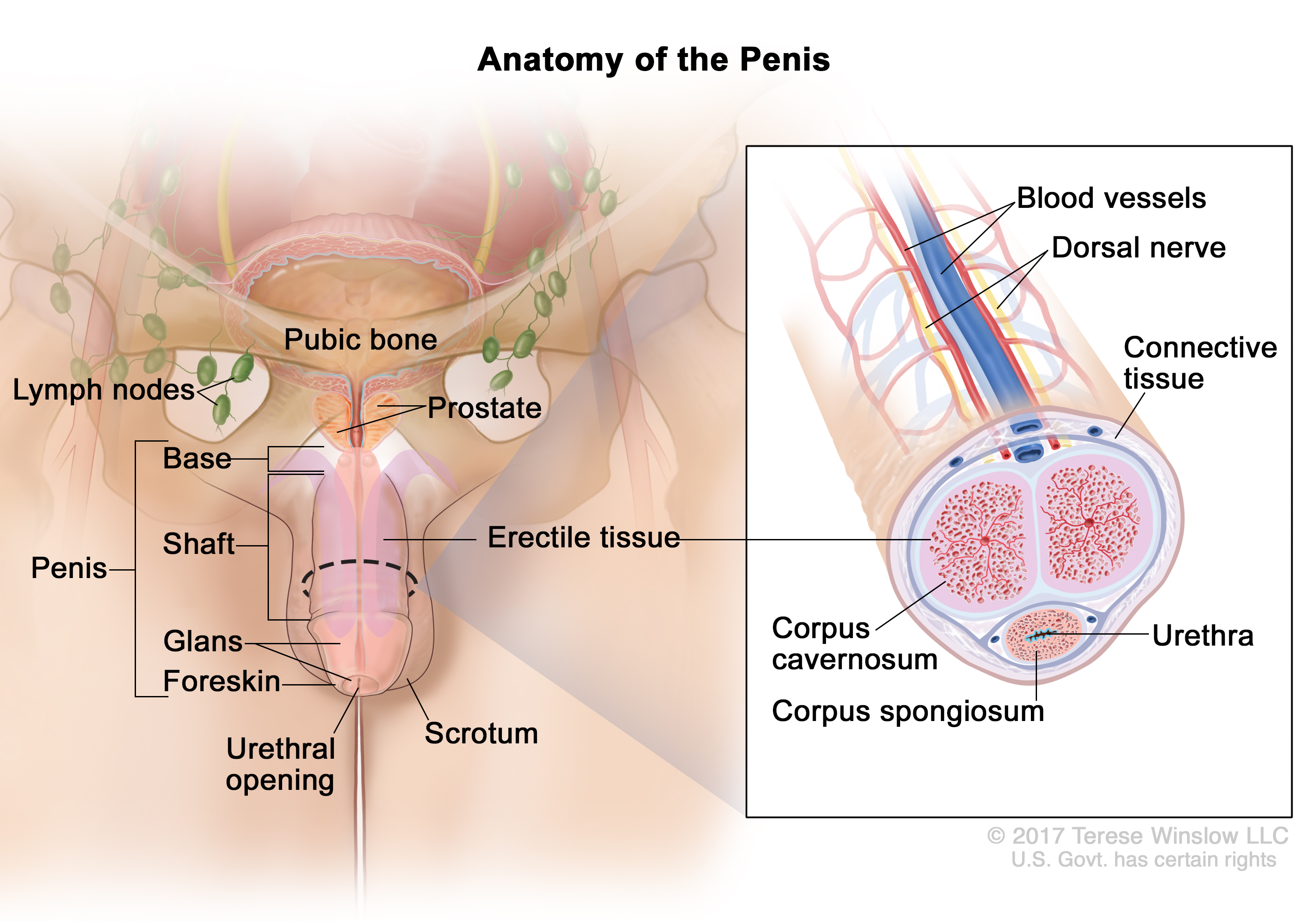 Dorsal Veins Of The Penis