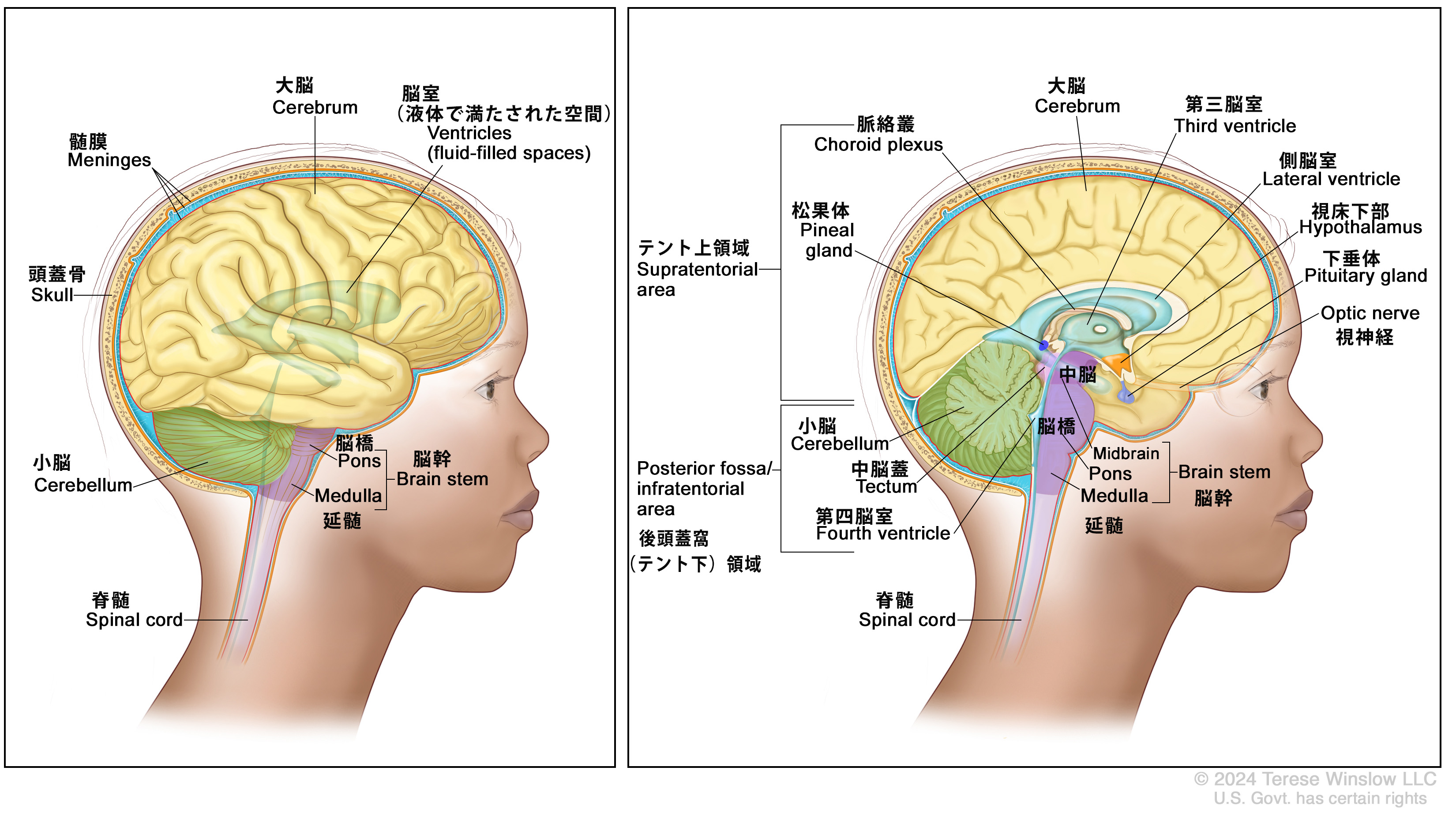 小脳に損傷があるとどうなりますか?